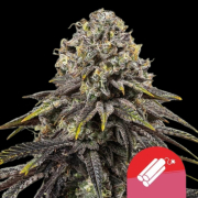 Dynamite Diesel cannabis plants in bloom, grown from Feminised seeds – ideal for home cultivation from Royal Queen Seeds