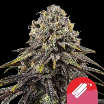 Dynamite Diesel cannabis plants in bloom, grown from Feminized seeds – ideal for home cultivation from Royal Queen Seeds