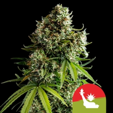 NYC Sour D Auto cannabis plants in bloom, grown from Automatic seeds – ideal for home cultivation from Royal Queen Seeds