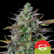 GOAT'lato Auto cannabis plants in bloom, grown from Automatic seeds – ideal for home cultivation from Royal Queen Seeds