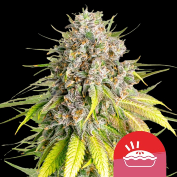 Punch Pie cannabis plants in bloom, grown from Feminised seeds – ideal for home cultivation from Royal Queen Seeds