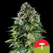 Corkscrew Auto cannabis plants in bloom, grown from Automatic seeds – ideal for home cultivation from Royal Queen Seeds