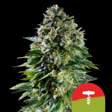 Corkscrew Auto cannabis plants in bloom, grown from Automatic seeds – ideal for home cultivation from Royal Queen Seeds