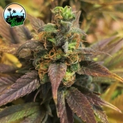 Starburst cannabis plants in bloom, grown from Feminized seeds – ideal for home cultivation from Cali Weed