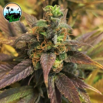 Starburst cannabis plants in bloom, grown from Feminized seeds – ideal for home cultivation from Cali Weed