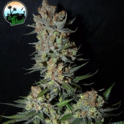 Strawberry Banana Smoothie cannabis plants in bloom, grown from Feminized seeds – ideal for home cultivation from Cali Weed