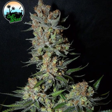Strawberry Banana Smoothie cannabis plants in bloom, grown from Feminized seeds – ideal for home cultivation from Cali Weed