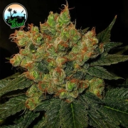 Strawberry Gelato cannabis plants in bloom, grown from Feminized seeds – ideal for home cultivation from Cali Weed