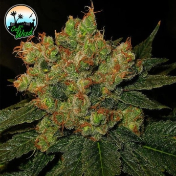 Strawberry Gelato cannabis plants in bloom, grown from Feminized seeds – ideal for home cultivation from Cali Weed