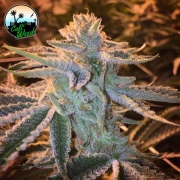 Sunset Sherbet cannabis plants in bloom, grown from Feminized seeds – ideal for home cultivation from Cali Weed