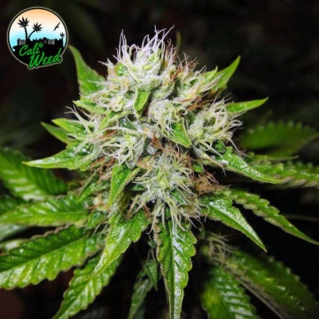Jon Snow Auto cannabis plants in bloom, grown from Automatic seeds – ideal for home cultivation from Cali Weed