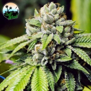 JON SNOW cannabis plants in bloom, grown from Feminized seeds – ideal for home cultivation from Cali Weed