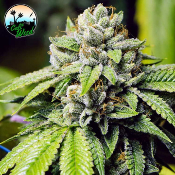 JON SNOW cannabis plants in bloom, grown from Feminised seeds – ideal for home cultivation from Cali Weed