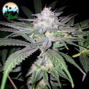 Headbanger cannabis plants in bloom, grown from Feminized seeds – ideal for home cultivation from Cali Weed
