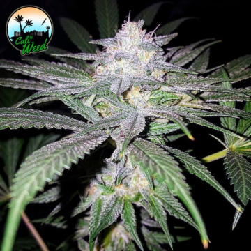 Headbanger cannabis plants in bloom, grown from Feminised seeds – ideal for home cultivation from Cali Weed