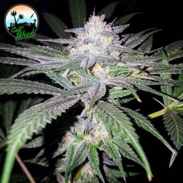 Headbanger cannabis plants in bloom, grown from Feminized seeds – ideal for home cultivation from Cali Weed