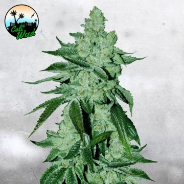 Girl Scout Cookies Auto cannabis plants in bloom, grown from Automatic seeds – ideal for home cultivation from Cali Weed