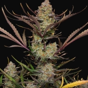 Apple Strudel Auto cannabis plants in bloom, grown from Automatic seeds – ideal for home cultivation from FastBuds Seeds