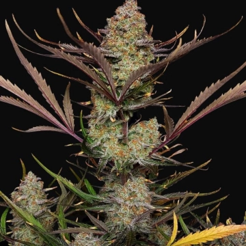 Apple Strudel Auto cannabis plants in bloom, grown from Automatic seeds – ideal for home cultivation from FastBuds Seeds
