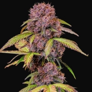Lemon Cherry Cookies Auto cannabis plants in bloom, grown from Automatic seeds – ideal for home cultivation from FastBuds Seeds