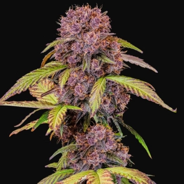 Lemon Cherry Cookies Auto cannabis plants in bloom, grown from Automatic seeds – ideal for home cultivation from FastBuds Seeds