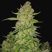 Papaya Cookies Auto cannabis plants in bloom, grown from Automatic seeds – ideal for home cultivation from FastBuds Seeds