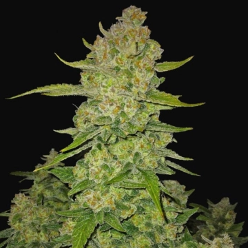 Papaya Cookies Auto cannabis plants in bloom, grown from Automatic seeds – ideal for home cultivation from FastBuds Seeds