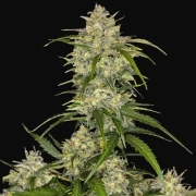 Sour Jealousy Auto cannabis plants in bloom, grown from Automatic seeds – ideal for home cultivation from FastBuds Seeds