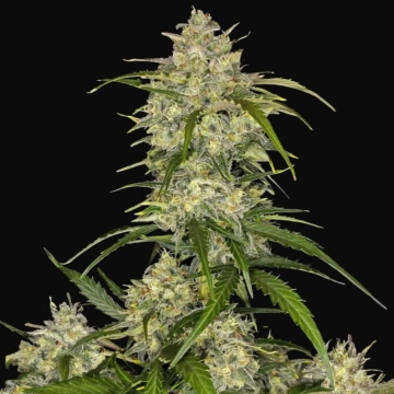 Sour Jealousy Auto cannabis plants in bloom, grown from Automatic seeds – ideal for home cultivation from FastBuds Seeds