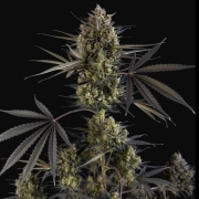Pound Cake Auto cannabis plants in bloom, grown from Automatic seeds – ideal for home cultivation from FastBuds Seeds