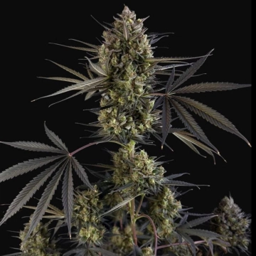 Pound Cake Auto cannabis plants in bloom, grown from Automatic seeds – ideal for home cultivation from FastBuds Seeds