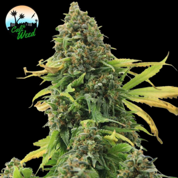Girl Scout Cookies cannabis plants in bloom, grown from Feminised seeds – ideal for home cultivation from Cali Weed