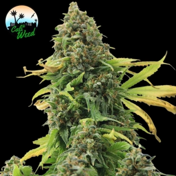 Girl Scout Cookies cannabis plants in bloom, grown from Feminized seeds – ideal for home cultivation from Cali Weed