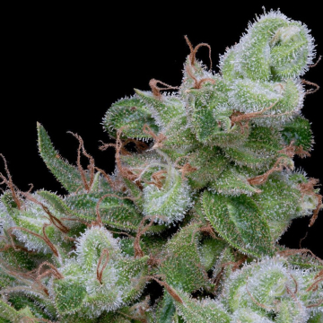 CHEMDAWG #4 cannabis plants in bloom, grown from Feminised seeds – ideal for home cultivation from Bighead Seeds
