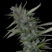 BRUCE BANNER #3 cannabis plants in bloom, grown from Feminized seeds – ideal for home cultivation from Bighead Seeds