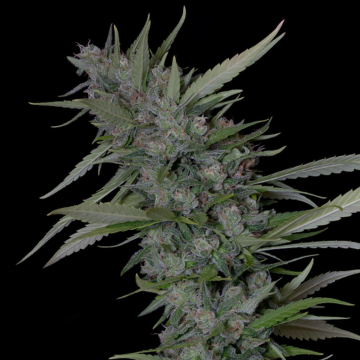 BRUCE BANNER #3 cannabis plants in bloom, grown from Feminised seeds – ideal for home cultivation from Bighead Seeds