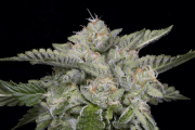 SKYWALKA GHOST KUSH cannabis plants in bloom, grown from Feminised seeds – ideal for home cultivation from Bighead Seeds