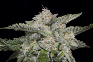 SKYWALKA GHOST KUSH cannabis plants in bloom, grown from Feminised seeds – ideal for home cultivation from Bighead Seeds