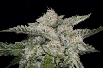 SKYWALKA GHOST KUSH cannabis plants in bloom, grown from Feminized seeds – ideal for home cultivation from Bighead Seeds