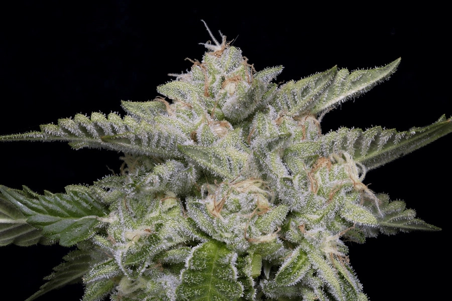 SKYWALKA GHOST KUSH – Bighead Seeds – Feminized