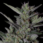 CRYSTAL GELATO AUTO cannabis plants in bloom, grown from Automatic seeds – ideal for home cultivation from Bighead Seeds