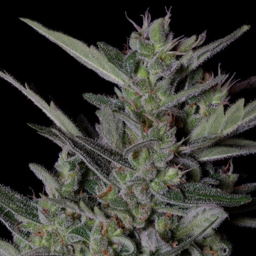 CRYSTAL GELATO AUTO cannabis plants in bloom, grown from Automatic seeds – ideal for home cultivation from Bighead Seeds