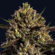 Chimera Cut cannabis plants in bloom, grown from Feminized seeds – ideal for home cultivation from Anesia Seeds