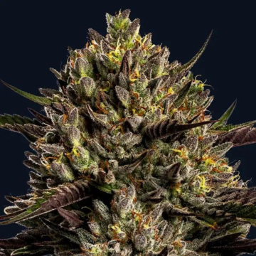 Chimera Cut cannabis plants in bloom, grown from Feminised seeds – ideal for home cultivation from Anesia Seeds