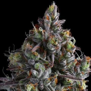 Coco Jambo cannabis plants in bloom, grown from Feminised seeds – ideal for home cultivation from Anesia Seeds