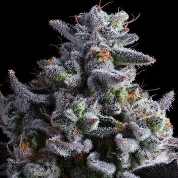 Elementz cannabis plants in bloom, grown from Feminised seeds – ideal for home cultivation from Anesia Seeds