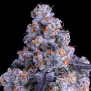 Epic Buzz Auto cannabis plants in bloom, grown from Automatic seeds – ideal for home cultivation from Anesia Seeds