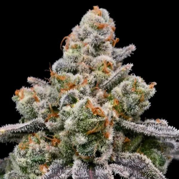 Frozen Face Auto cannabis plants in bloom, grown from Automatic seeds – ideal for home cultivation from Anesia Seeds
