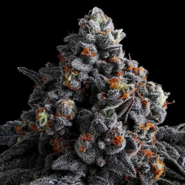 Indigo Sapphire cannabis plants in bloom, grown from Feminised seeds – ideal for home cultivation from Anesia Seeds