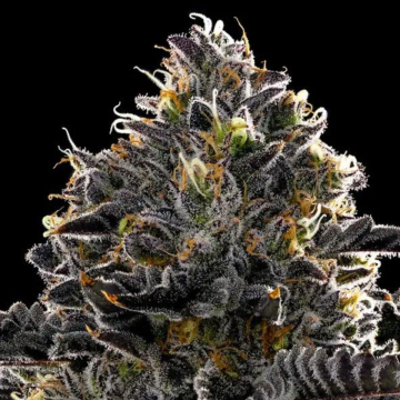 Purple Lobster cannabis plants in bloom, grown from Feminised seeds – ideal for home cultivation from Anesia Seeds